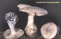 Lyophyllum rhopalopodium-amf2080